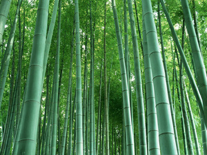 bamboo forest