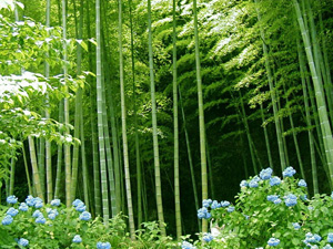 bamboo forest