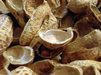 peanut shell