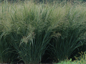 switch grass switch grass
