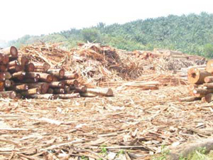 wood wastes
